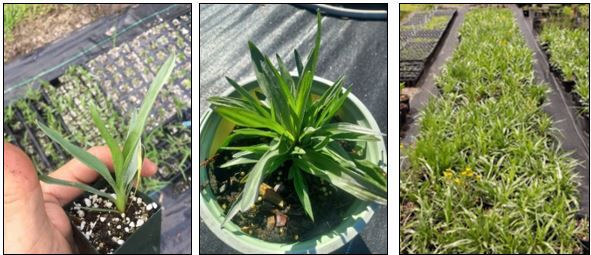 (left) Pityopsis trayci plant removed from starting pot after four weeks, (middle and right) silkgrass after twelve weeks in one-gallon pots. 