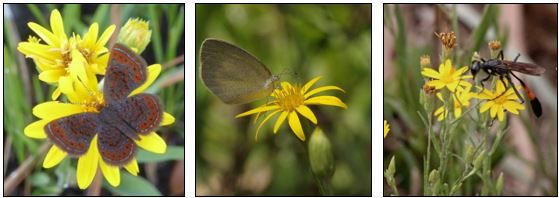 Pollinators on Pityopsis, from left to right, Calephelis virginiensis, Eurema daira, and Ammophila procera. 