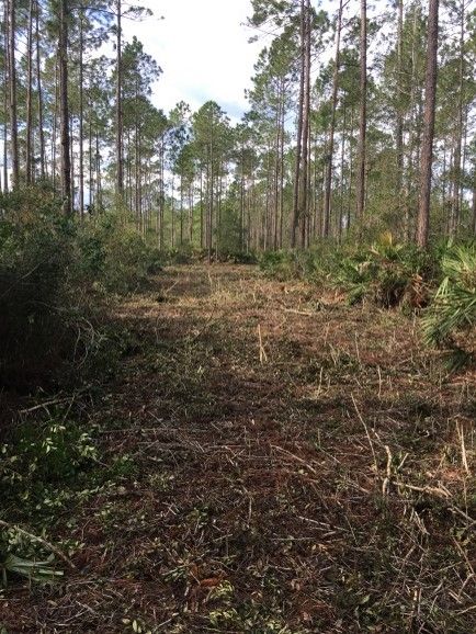 Typical results of a roller chop in pine flatwoods. 