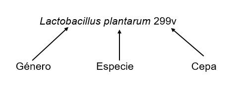 Figure 1. Ejemplo de género, especie, y cepa de un probiótico.