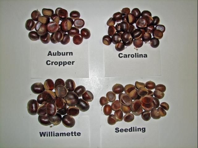 Figure 3. Various nut sizes among chestnut cultivars.