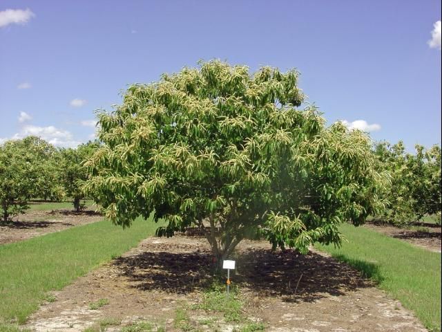 Figure 1. American x Chinese hybrid chestnut tree.
