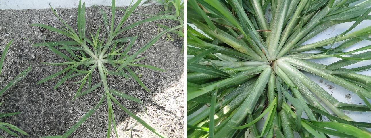 Figure 2. Goosegrass seedling (left) and mat-like rosette (right).