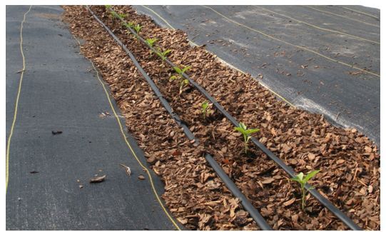 Figure 4. Young pepper plants recently transplanted in an SLS filled with pine bark