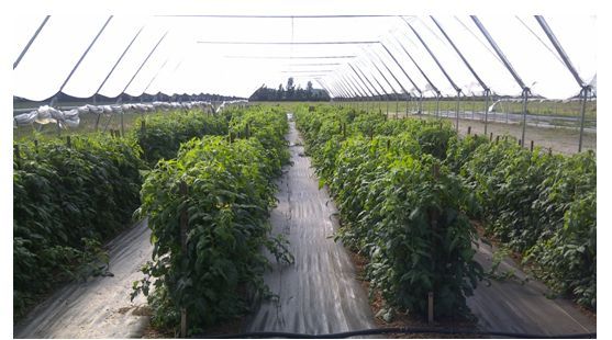 Figure 5. Mature tomato crop growing in an SLS filled with pine bark