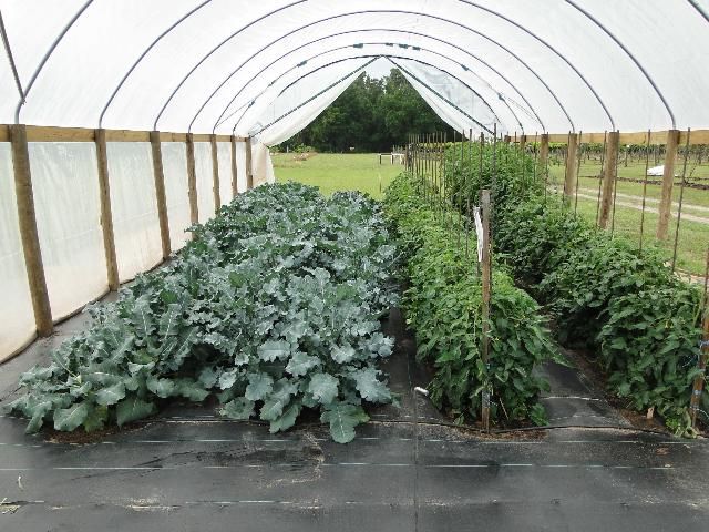Figure 6. High tunnel broccoli and tomato production in STS in Live Oak, FL.