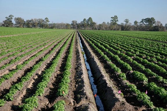Figure 1. Traditional seepage irrigation system used to manage the water table for a potato crop in Hastings, Florida.
