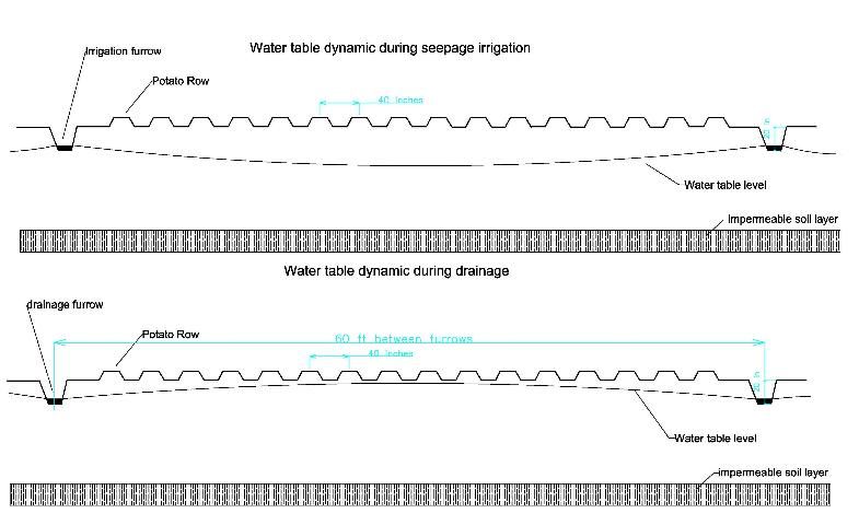 Figure 4. Representation of the water table depth under seepage irrigation. Top: water table during irrigation (water applied at furrows, spaced 60 ft apart). Bottom: water table during drainage process.