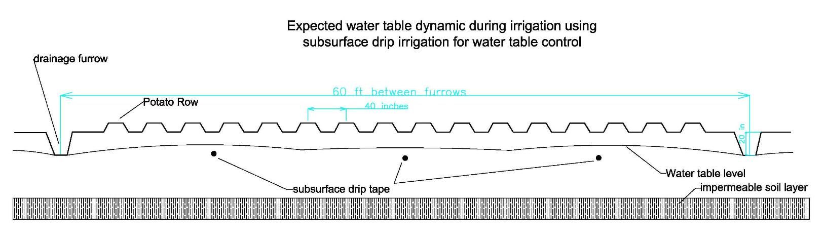 Figure 5. Expected water table level with subsurface drip irrigation for water table management.