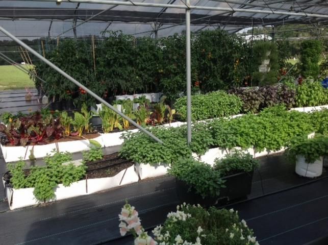 Figure 7. Vegetables and herbs grown in various soilless production systems under shade during the summer in northern Florida.