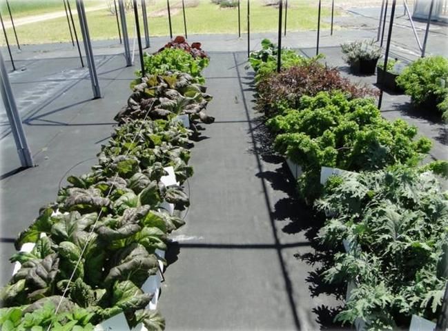 Figure 3. Specialty leafy greens grown under shade.