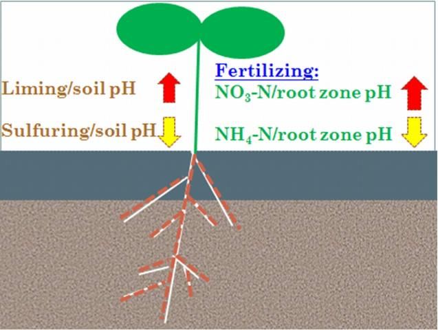 Figure 2. A schematic diagram of soil pH adjustment with lime, sulfur, and nitrogen fertilizers. Liming, sulfuring, and fertilizing can all adjust soil pH. Liming increases the plow layer pH; sulfuring may decrease the plow layer pH. Nitrate nitrogen increases root zone pH; ammonium nitrogen reduces root zone pH.