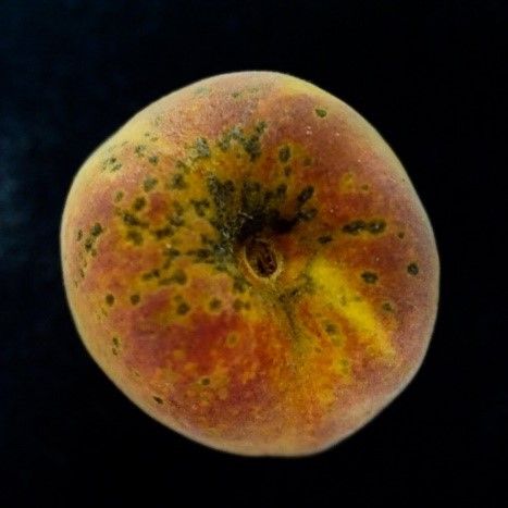Figure 5. Peach scab lesions on mature peach fruit. Notice the highest concentration of lesions is located in the stem end.