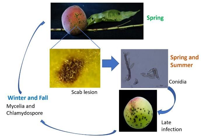 Figure 6. Peach scab life cycle in peach showing the main symptoms, including microscopic images for the pathogen