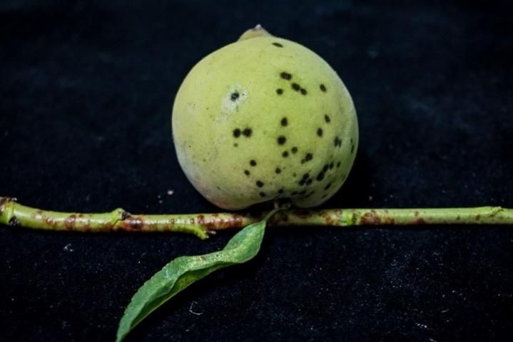 Figure 2. Peach scab lesions on green current-season peach fruit and green leaf and shoot.