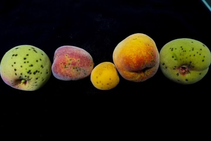 Figure 3. Peach scab lesions on young stone fruits, showing sunken, dark green, imperfect circles where spores are located.