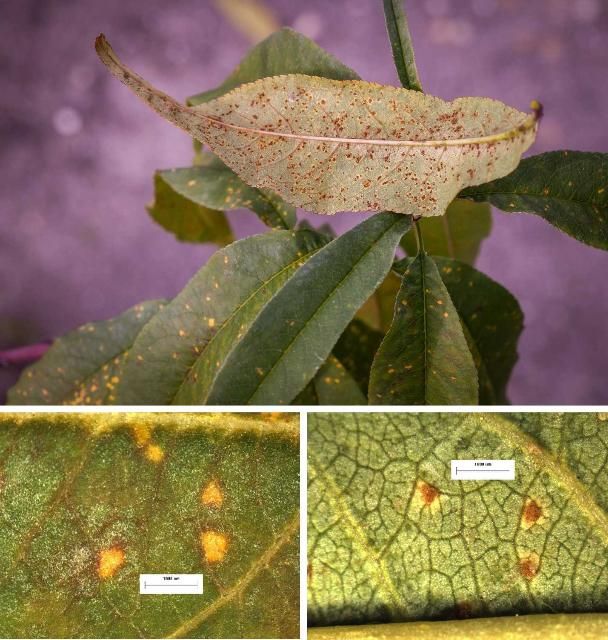 Figure 2. Peach rust leaf symptoms (top), magnified pictures showing small yellow chlorotic areas on leaf top side (left) and rust-colored fungal spores on the leaf underside (right).