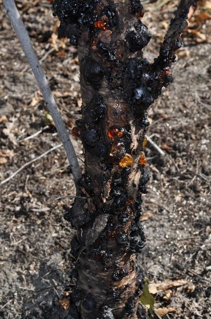 Figure 4. 'Flordaguard' peach rootstock infected with fungal gummosis showing gumming lesions and swollen lenticels.
