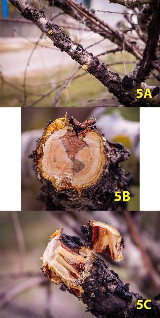 Figure 5. An infected peach branch (5A), a horizontal cut (5B), and bark partially removed (5C) to reveal the infection is erupting through the bark and discoloration in the phloem and xylem tissue on a Botryosphaeria diseased branch.