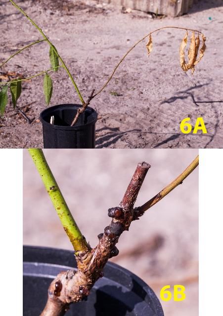 Figure 6. Grafted peach (6A) and a magnified view (6B) with gumming lesions and dieback from the top caused by Botryosphaeria species.