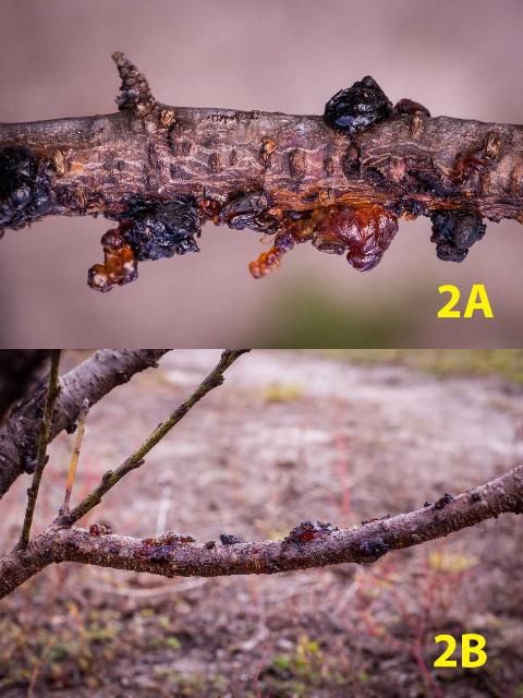 Figure 2. Two-year-old peach scaffold (2A) with swollen lenticels and gumming secretion (2B) caused by Botryosphaeria spp. infection.