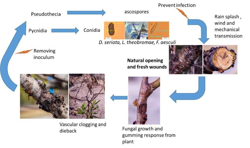 Figure 7. Peach fungal gummosis life cycle in peach trees showing the main symptoms and points where control measures can be taken, including conidia microscopic images for the three main Botryosphaeria pathogens: B. dothidea (anamorph Fusucocum aesculi), B. obtusa (anamorph D. seriata), and B. rhodina anamorph (Lasiodiplodia theobromae).