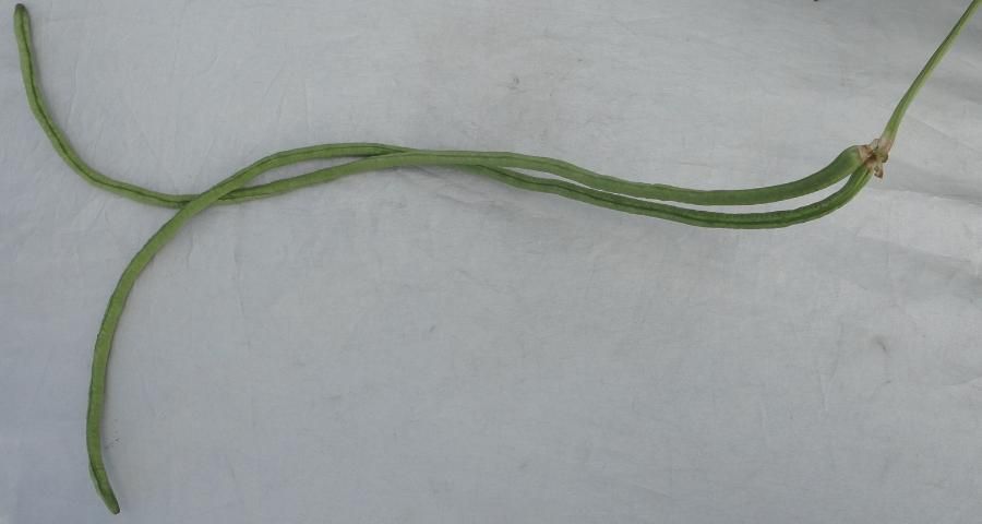 Figure 7. White yardlong pods developing on long bean vines grown in Hastings in fall 2015.