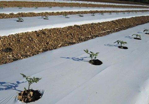 Tomato seedlings after transplantation.