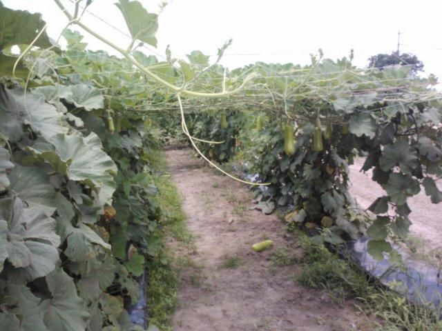 Figure 1. Long squash vines on trellis.