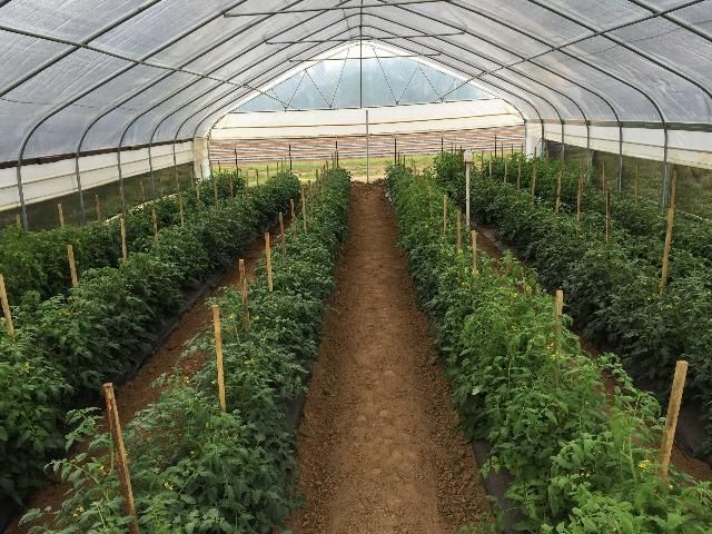 Figure 4. Tomatoes being produced using the Florida stake and weave system in a high tunnel in Jay, FL.