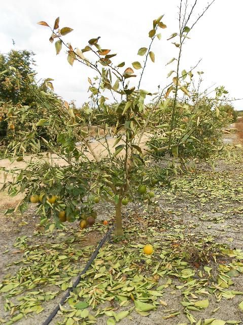 Figure 4. Leaf drop within a few days after a freeze event indicates that the wood is likely not killed.