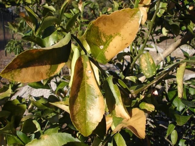 Figure 2a. Bleached brown areas within citrus leaves associated with freeze damage.