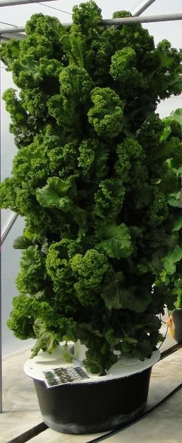 Figure 3. Curly kale variety in an aeroponic tower.