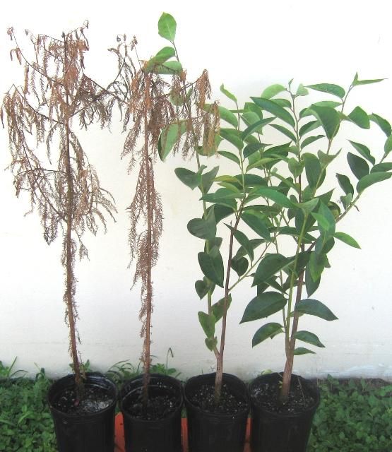 Figure 3. Bald cypress seedlings (left two plants) died of salt stress after roots were 100% submerged in brackish water with 15, 000 ppm sodium chloride for 9 days, while pond apple seedlings (right two plants) grow well in the same growth condition.