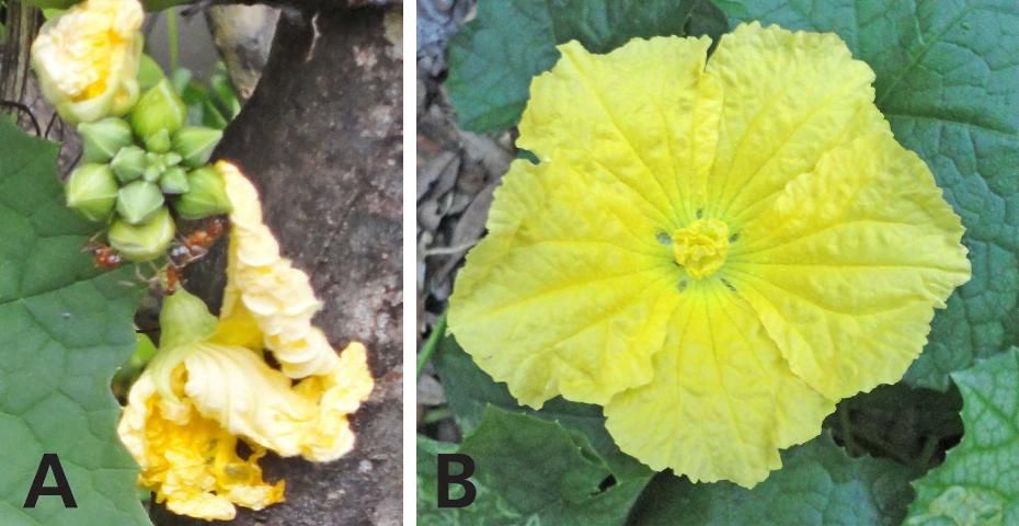 Figure 9. Male flower buds of Luffa. (a) A single male flower (b) Male racemes with more than 10 flowers.