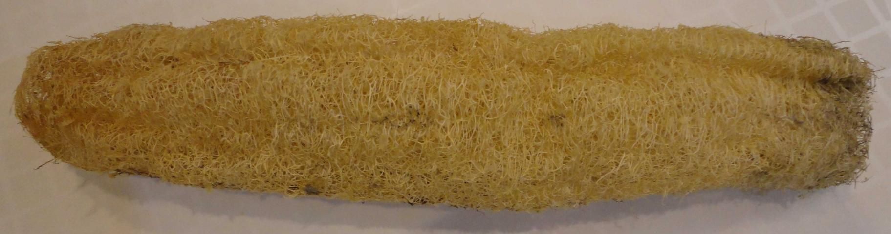 Figure 13. Luffa sponge.