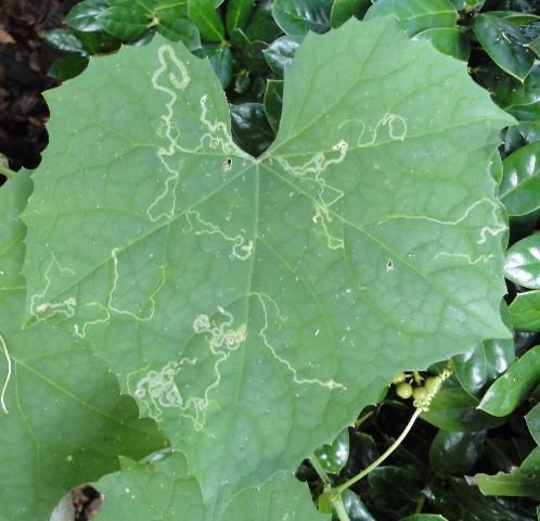 Figure 12. Luffa leaves afflicted with leafminers.