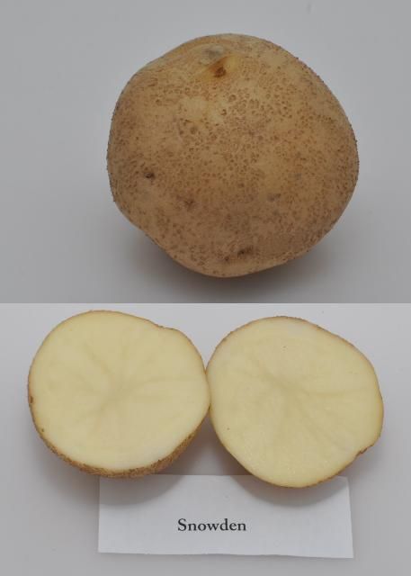 Figure 1. Typical tuber and internal flesh color of 'Snowden' potato variety.