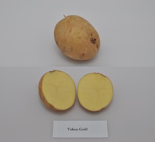 Figure 1. Typical tuber and internal flesh color of 'Yukon Gold' potato variety.