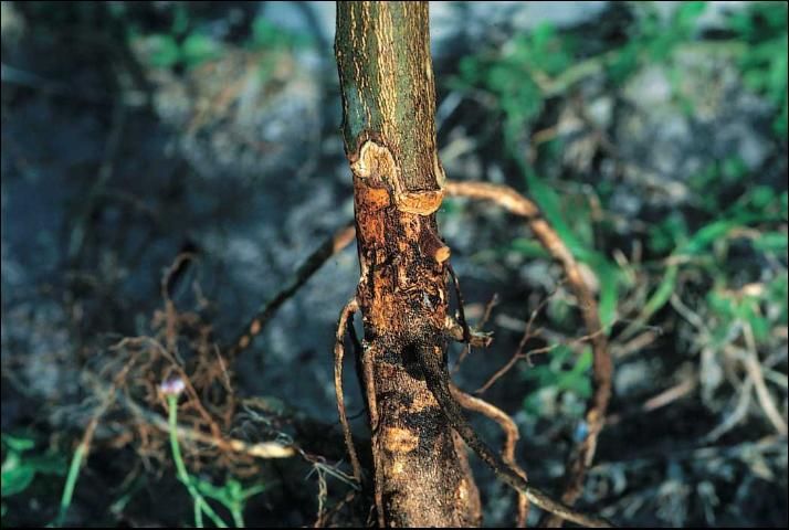 Figure 11. Termite damage to tree.