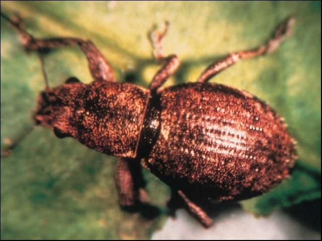 Figure 8. Fuller rose beetle.
