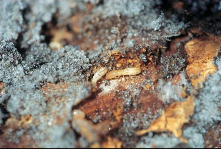 Figure 10. Termites.