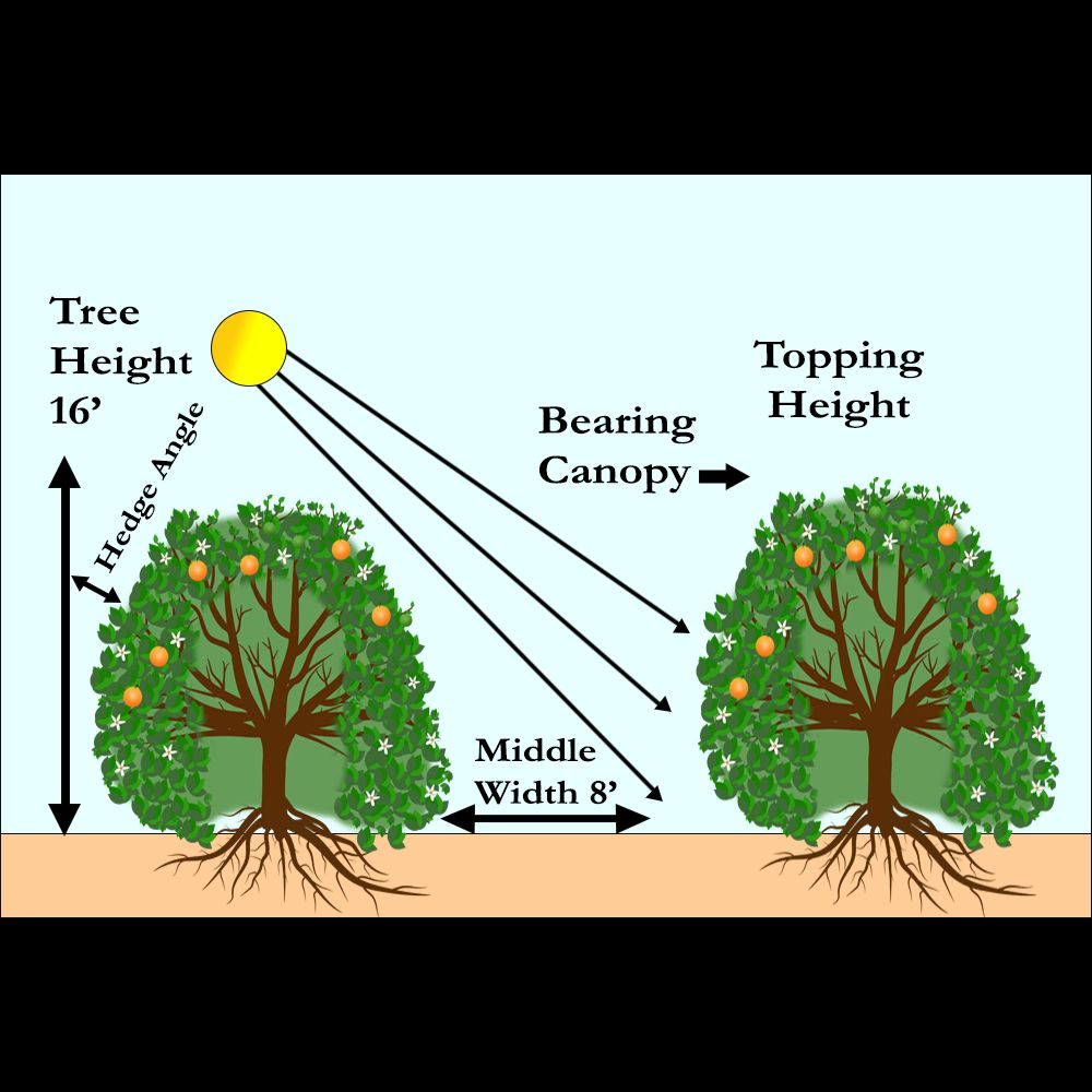 Topping height, middle width, and solar angle influence the amount of sunlight that gets to the lower canopy.