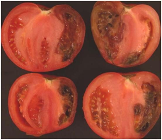 Figure 10. Internal black mold rot lesions developing in fruit harvested (as pinks) during a cold morning.
