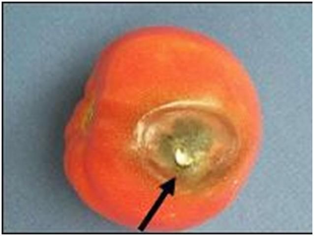 Figure 9. A fruit with a fingernail wound (arrow) that later developed into black mold rot.