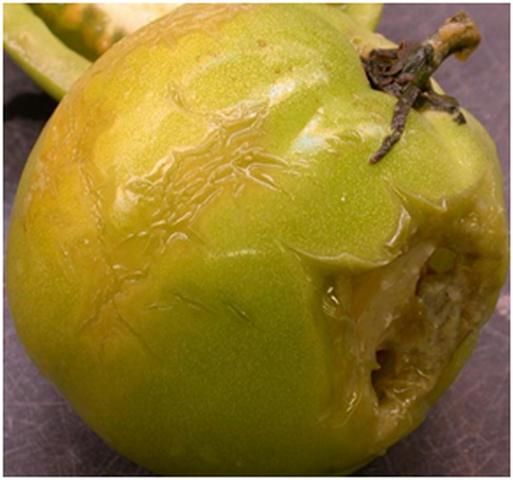 Figure 3. Watery-rot phase of sour rot on water-congested green fruit.