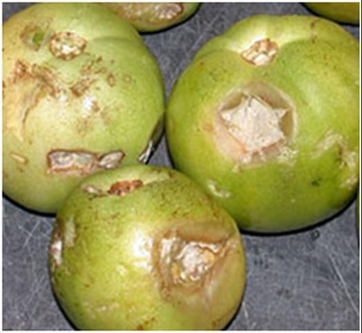 Figure 4. Sour rot lesions covered with pathogen growth.