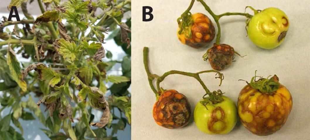 Figure 1. (a) Tospovirus symptoms on tomato plants include necrotic leaf tips, stunting, and chlorosis. (b) Circular rings on tomato fruit are a symptom that affects fruit marketability.