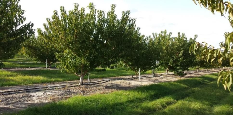 Figure 1. Peach trees in a commercial orchard in central Florida.