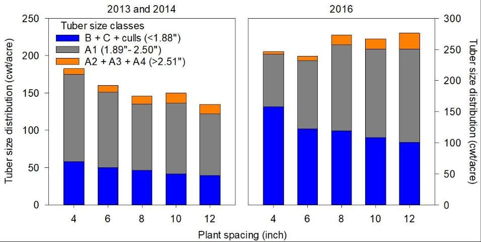 Figure 1. Tuber size distribution potatoes planted at 4, 6, 8, 10, and 12 inches in-row seed piece spacing in the spring of 2013, 2014, and 2016. Note: all trials were conducted using a 40-inch distance between rows.